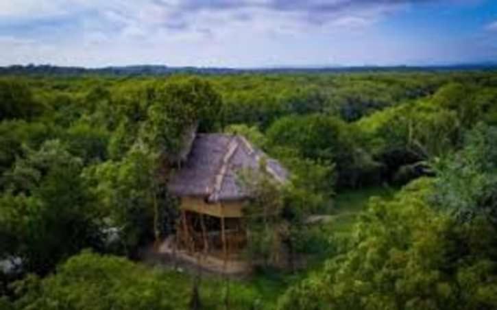The Alpha Monkey Hotel & Tree House 탕갈레 외부 사진